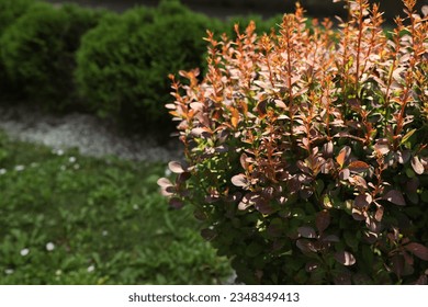 Barberry shrub growing outdoors, space for text. Gardening and landscaping
