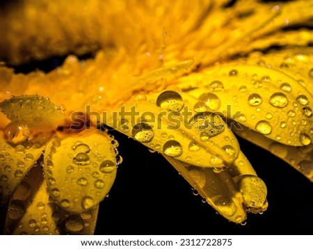 Similar – Raindrops on a daylily