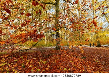 Similar – Image, Stock Photo flurry of leaves Nature