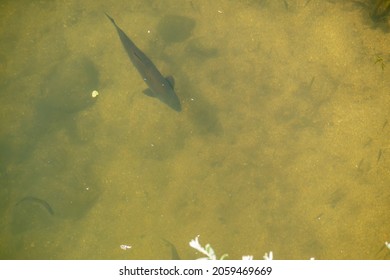 Barbo Fish Swimming And Looking For Food Brought By The Current Of The Clear Water River, Overhead View.