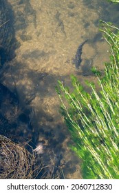 Barbo Fish Swimming And Looking For Food Brought By The Current Of The Clear Water River, Overhead View.