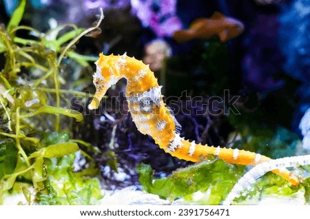Barbour's seahorse (Hippocampus barbouri) close up in aquarium of Thailand
