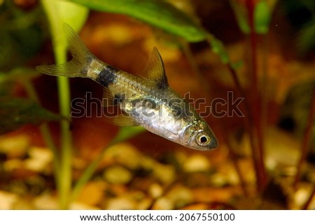 Barbus gelios - Puntius gelios - aquarium fish