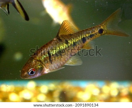 Barbus semifasciolatus (Puntius semifasciolatus) - aquarium fish