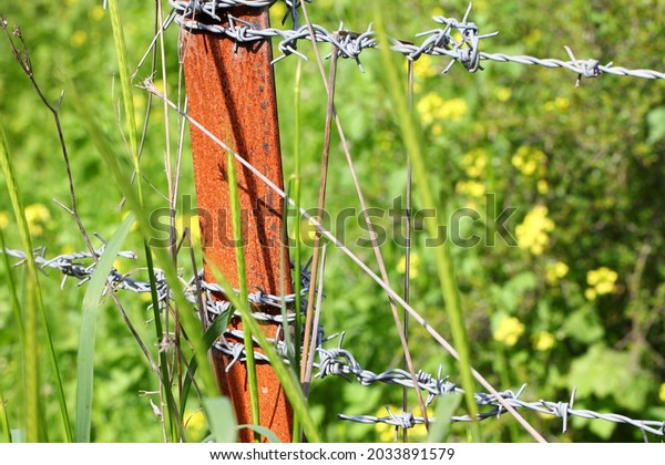 Barbwire fence with sharp spikes set to make\
obstruction in a wild nature. Gorgeous wild green herbs and flowers\
grow outside the barbed\
wire