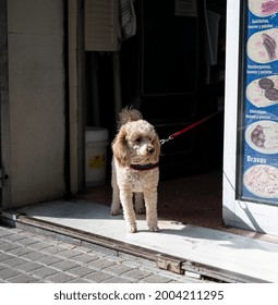 Barcelona, Spain; April 5, 2021: Nice Little Dog Waiting For The Owner Outside The Bar, He Is On A Leash