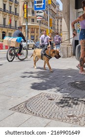 Barcelona, SPAIN - JUNE 19, 2022: Dog Very Overwhelmed And Tired By The Heat And Stretched By Its Owner On The Leash In Response To The High Temperatures Of Summer And The Desidatracion In Animals.