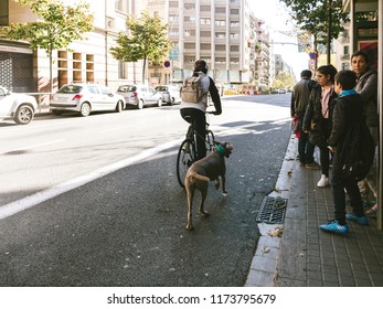 BARCELONA, SPAIN - OCT 11, 2017: Back View Of Man Riding Bicycle With Dog On Leash Running Next To Him Near Street Bus Station On Via Augusta Barcelona