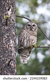 Bard Owl In Tree .