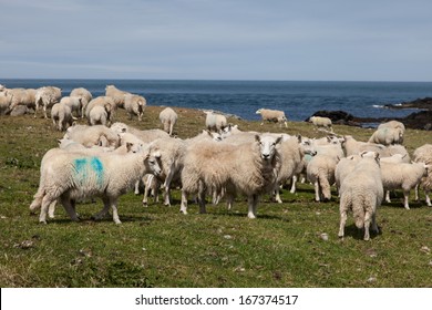 Bardsey Island An Isle At The End Of The LLyn Peninsula North Wales