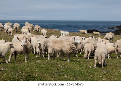 Bardsey Island An Isle At The End Of The LLyn Peninsula North Wales