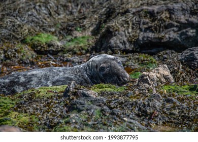 Bardsey Island Wildlife In Wales