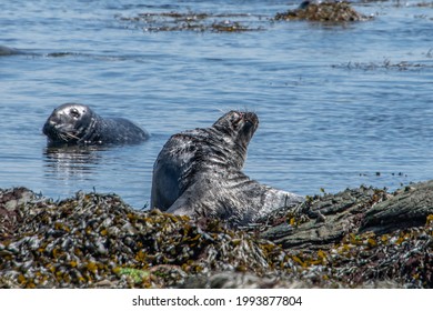 Bardsey Island Wildlife In Wales