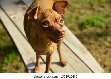 Cute Chihuahua Brown Min Pin
