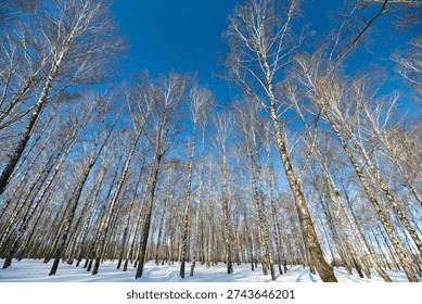 Bare birch canopy, winter cold day. Upward view of tall trunks and delicate branches frosted with ice, sky pockets between limbs, airy sense of height and stillness