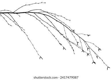 Bare birch tree branch isolated on white background - Powered by Shutterstock