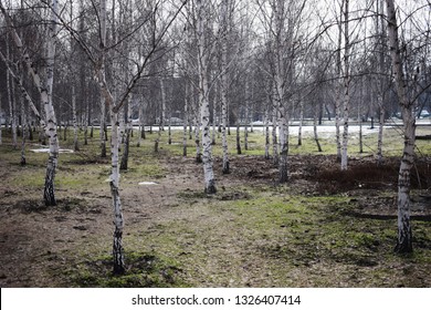 Bare Birch Trees Birch Tree Forest Stock Photo 1326407414 | Shutterstock