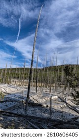 Bare Bleached Trunks Reach Skyward Above Mineral Flats, Norris Geyser Basin, Yellowstone National Park, Wyoming, USA