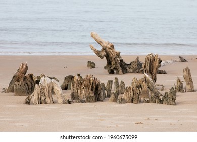 Bare Bone Tree Stumps On A White Sandy Beach With Muted Sky.  Stumps With Bark Stripped Bare On Sandy Soil With Understated Background.  Large Driftwood Pieces On The Atlantic Shoreline.