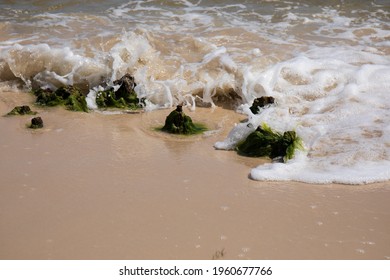 Bare Bone Tree Stumps On A Tan Sandy Beach With Muted Sky.  Stumps With Bark Stripped Bare On Sandy Soil With Understated Background.  Large Driftwood Pieces On The Atlantic Shoreline.