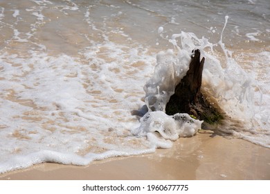 Bare Bone Tree Stumps On A Tan Sandy Beach With Muted Sky.  Stumps With Bark Stripped Bare On Sandy Soil With Understated Background.  Large Driftwood Pieces On The Atlantic Shoreline.