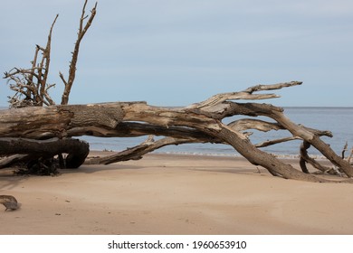 Bare Bone Trees On A White Sandy Beach With Muted Sky.  Trees With Bark Stripped Bare On Sandy Soil With Understated Background.  Large Driftwood Pieces On The Atlantic Shoreline.