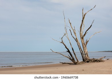 Bare Bone Trees On A White Sandy Beach With Muted Sky.  Trees With Bark Stripped Bare On Sandy Soil With Understated Background.  Large Driftwood Pieces On The Atlantic Shoreline.