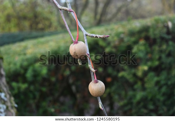 Fruit d'arbre de mouchoir