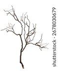Bare branch without leaves or root on isolated background. Dry tree in winter or during drought
