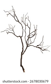 Bare branch without leaves or root on isolated background. Dry tree in winter or during drought