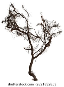 Bare branch without leaves or root on isolated background. Dry tree in winter or during drought