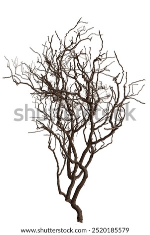 Similar – Image, Stock Photo spooky without leaves