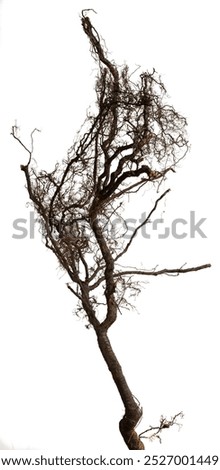 Similar – Image, Stock Photo spooky without leaves