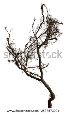 Similar – Image, Stock Photo spooky without leaves
