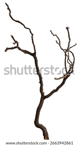Bare branch without leaves or root on isolated background. Dry tree in winter or during drought