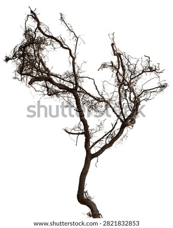Bare branch without leaves or root on isolated background. Dry tree in winter or during drought