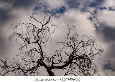 Bare Branches Against a Brooding Sky: Nature's Stark Beauty

Silhouetted Tree, Skeletal Form Under a Cloudy, Dramatic Sky

The Whispers of Winter: Leafless Tree Reaches for the Heavens