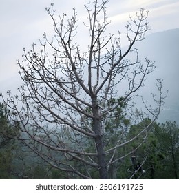 Bare branches against the misty mountains, winter’s silhouette: a leafless tree, solitude in nature: a lone tree’s dry branches perspective. - Powered by Shutterstock