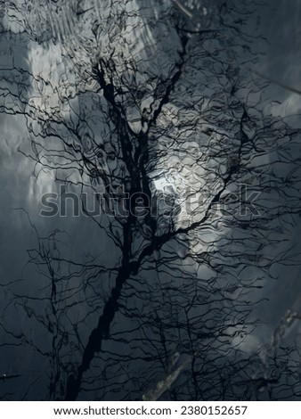 The bare branches of a deciduous tree are reflected in the river, light ripples on the surface distorted the outlines of the tree, a beautiful abstract background