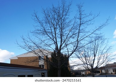 bare branches of a deciduous treen stands over the buildings oand landscaping of a retirement community