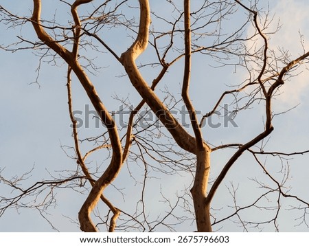 The bare branches of a dormant tree are silhouetted against a pale winter sky the intricate network of twigs creates a beautiful and complex natural abstract pattern