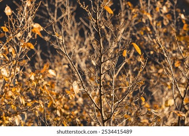 Bare branches with golden leaves in evening autumn light. Close-up of bare tree branches with a few golden leaves bathed in the warm autumn sun, symbolizing the transition from autumn to winter - Powered by Shutterstock