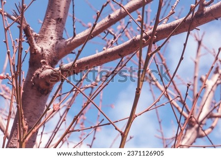 bare branches of a peach tree with spring blossoms