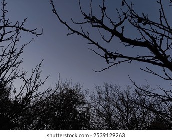 Bare branches are silhouetted against a darkening twilight sky, embodying the quiet, contemplative mood of late autumn. The minimalist landscape captures nature’s peaceful transition at dusk. - Powered by Shutterstock