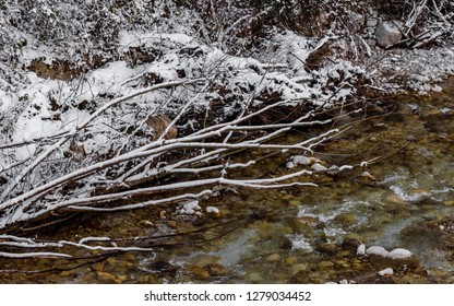 Bare Branches In Snowy Cold Rocky Brook