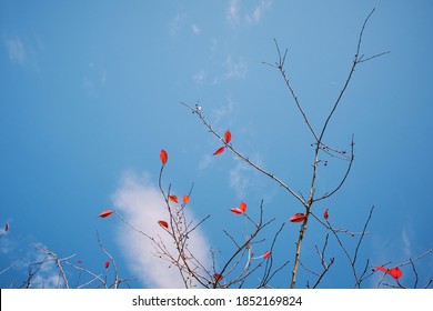 bare branches with sparse red leaves against a blue sky