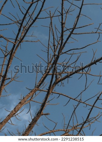 The bare Branches of a spiked tree with sky background, Selective Focus, Abstract.