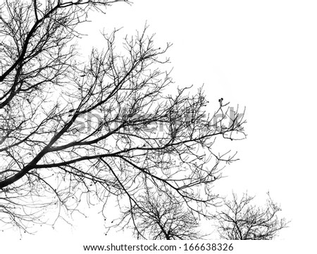 Similar – Image, Stock Photo be free Deciduous tree