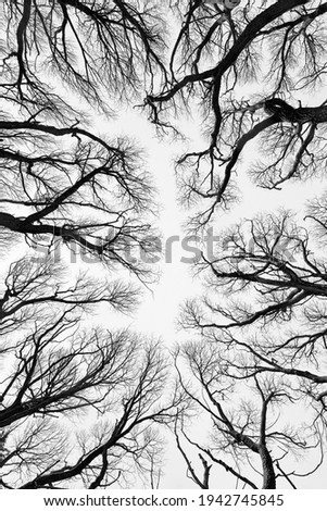 Bare branches of trees in winter look like hands of humans pointed up to the clear sky