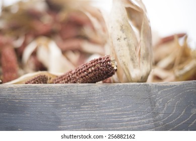 Bare Corn Cob